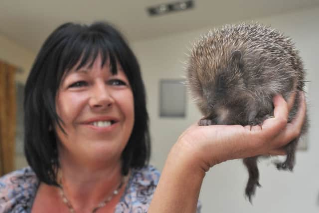 Animal lover Angela Fenton, of Elm Avenue in Poulton, rescued three abandoned baby hedgehogs and has successfully nurtured all three to an age when they can be released back into the wild.
Angela with one of her charges.  PIC BY ROB LOCK
26-2-2016