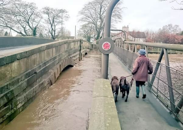 A dog walker walking her dogs over the bridge at St Michaels