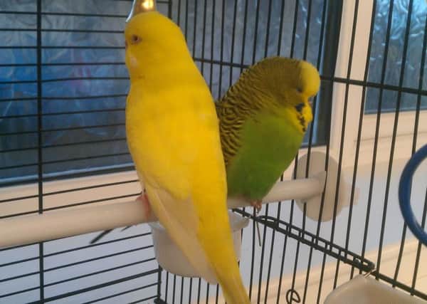Pete and Primrose the budgies who need rehoming