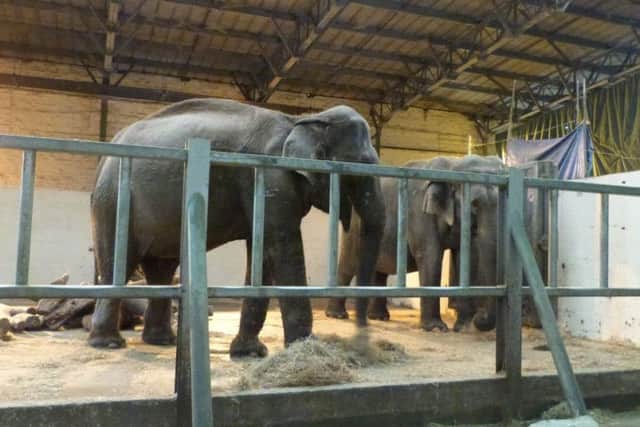 Blackpool zoo elephants