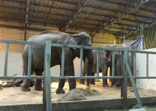 Blackpool zoo elephants