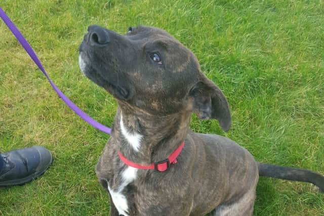 Tess the Staffie cross is in need of a new home