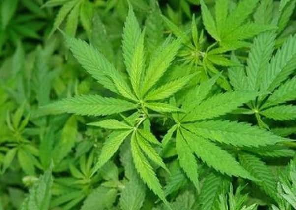 Cannabis was found in a raid