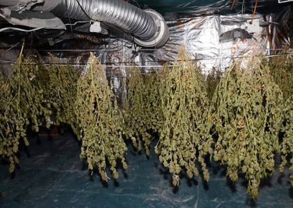 Police Sgt Dan  Whitaker of Fleetwood police has issued a warning to cannabis growers after a series of raids, the  biggest of which was in Adelaide Street