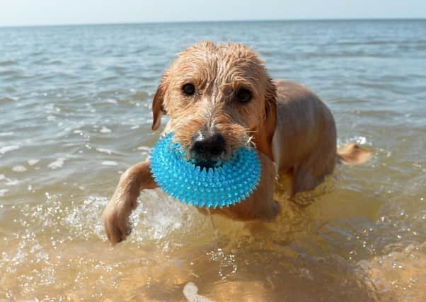 Blackpool weather: Labradoodle Marley enjoys a splash in the Sea.  Pic Dave nelson