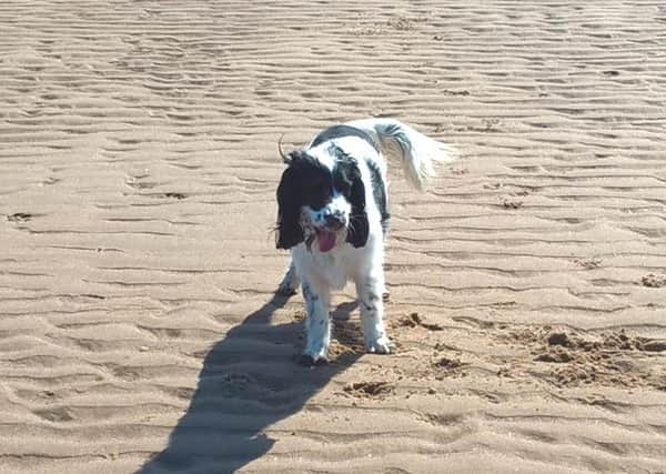 Dogs have not yet been banned from the beach at Bispham