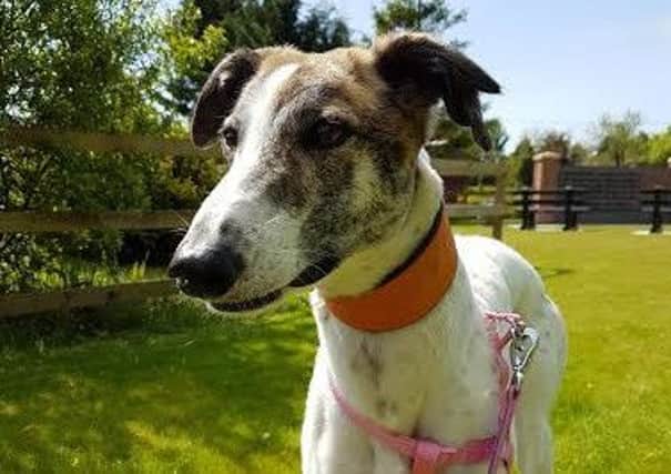Ellie the lurcher who needs a new home