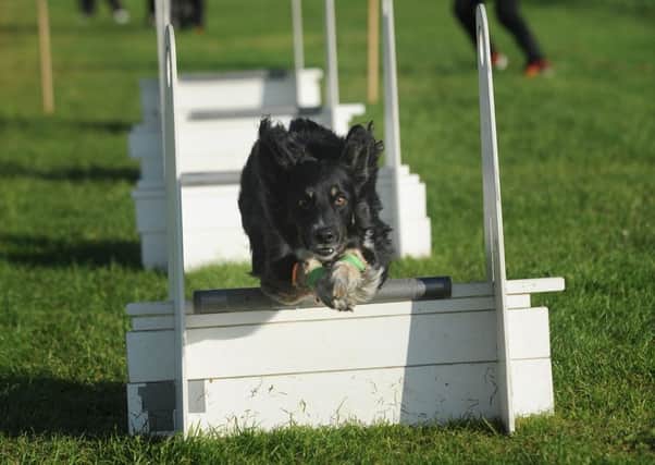 Blackpool Flyball Dog Team have been invited to take part in the European championships.
Practicing near St Michaels- Holly on the course.  PIC BY ROB LOCK
1-6-2016