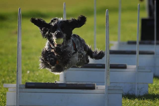 Blackpool Flyball Dog Team have been invited to take part in the European championships.
Practicing near St Michaels- Jethro on the course.  PIC BY ROB LOCK
1-6-2016