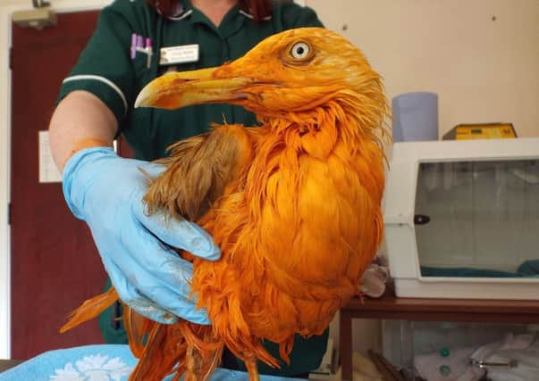 Photo issued by Vale Wildlife Hospital of a seagull who turned bright orange after he plunged into a vat of chicken tikka masala.