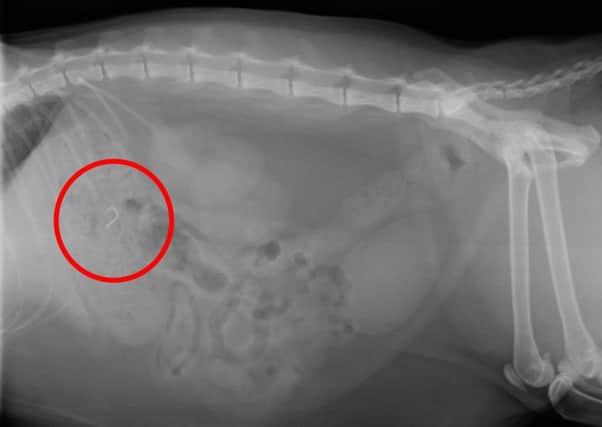 Teleigha, the cat from Blackpool given surgery after swallowing a fish hook.