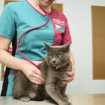Teleigha, the cat from Blackpool given surgery after swallowing a fish hook.