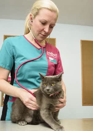 A PDSA vet checks out a feline patient