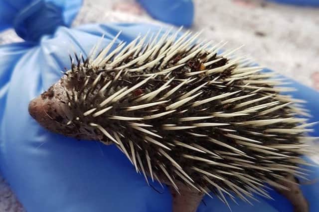 Three baby hedgehogs rescued by Longview RSPCA were found abandoned in a skip