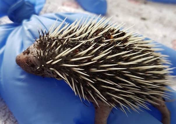 Three baby hedgehogs rescued by Longview RSPCA were found abandoned in a skip