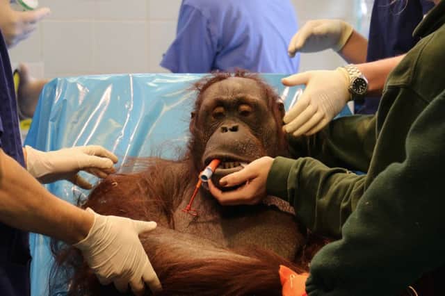 Vicky, a Bornean orangutan from Blackpool Zoo, after her operation