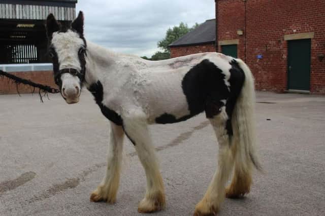 Buggy the foal after he was treated at Penny Farm
