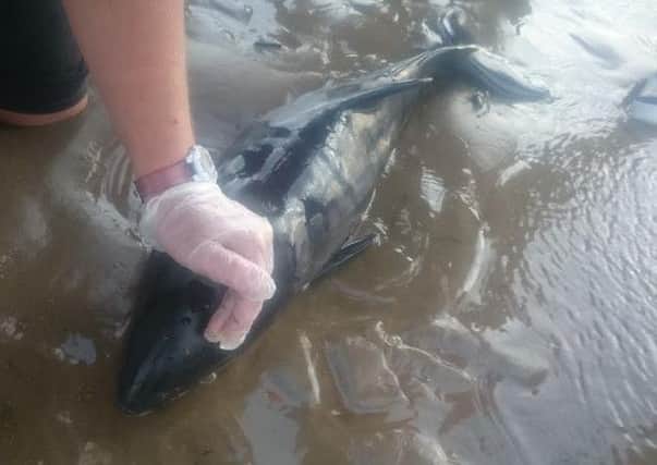 Baby porpoise being rescued off the Norbreck beach.