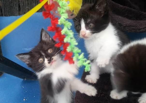 Kittens rescued by Easterleigh Animal Sanctuary