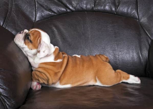 Is your pet King of the Couch?