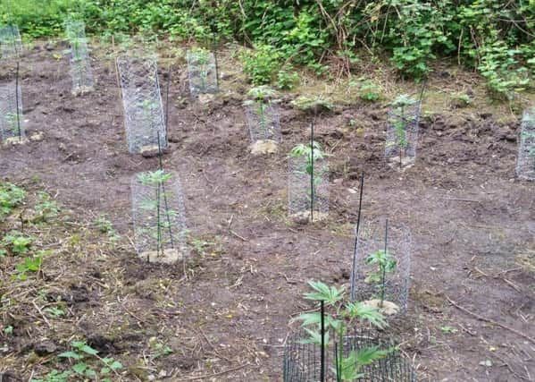 The cannabis plants found on a wooded area off Naze Lane East in Freckleton