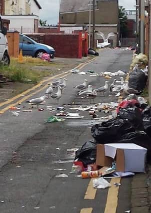 Seagulls attacking rubbish bags in South Shore