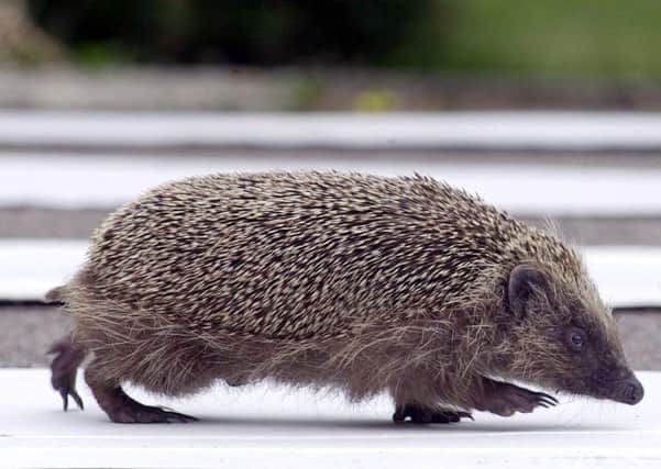 Hedgehog. Photo: Kirsty Wigglesworth/PA Wire