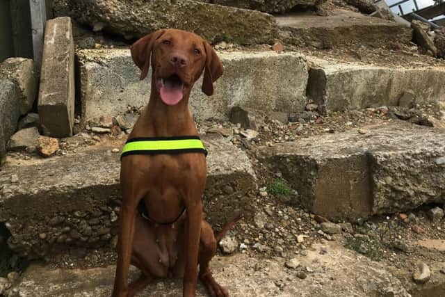 Rescue dog Lola