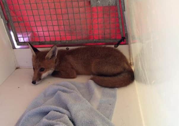 RSPCA inspector Amy McIntosh works to free the fox cub