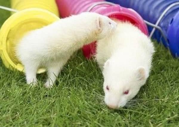 Simon Bishop introduces some of his ferrets to children and at country shows