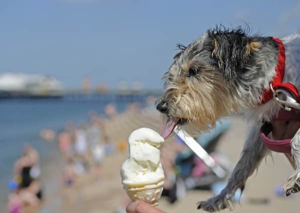 Sally the dog enjoys an ice cream