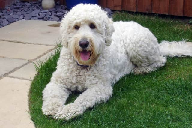 A Labradoodle similar to missing Henry