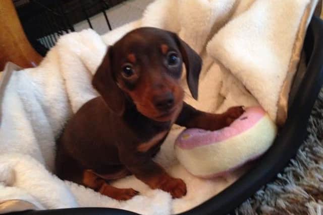 Richie, a four month old sausage dog, who was believed to have been stolen