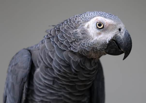 An African Grey Parrot