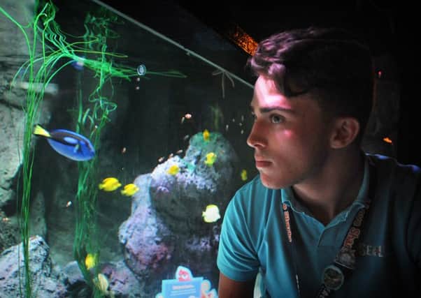 Blackpool SeaLife Centre are asking for people not to buy Blue Tang fish (the species which features in the new Pixar film Finding Dory) and leave their care to the experts.
Watching one of the centre's specimens is Entertainment Assistant Sam Pritchard.  PIC BY ROB LOCK
3-8-2016