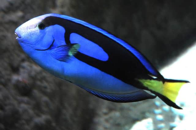 Blackpool SeaLife Centre are asking for people not to buy Blue Tang fish (the species which features in the new Pixar film Finding Dory) and leave their care to the experts. One of the centre's specimens.