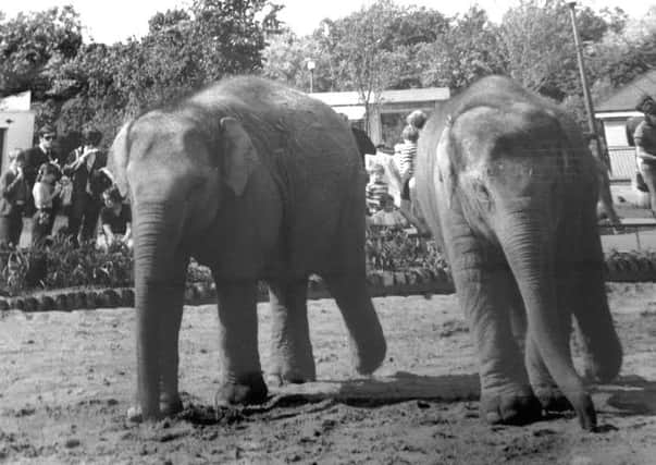 Crumple and Kate, who were orphaned in India and rescued by mystery zoo keeper Dennis before coming to Blackpool
