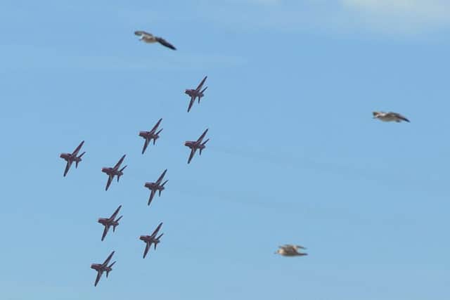 Seagulls join in the Red Arrows display