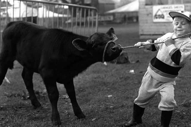 It looks like a struggle for this little lad trying to persuade his calf to move it at the 1984 Royal Lancashire Show
