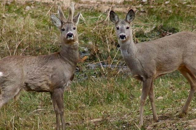 Roe deer