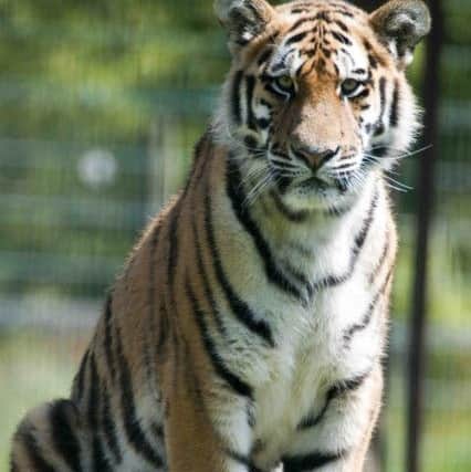 Barney the Tiger is heading off from Blackpool Zoo
