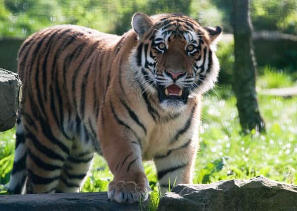 Barney the Tiger is heading off from Blackpool Zoo