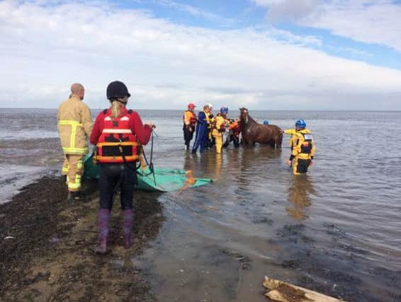 Ernie was saved after a length rescue mission