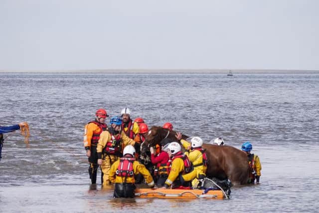 Joan Holden captured the drama as Eric the horse was rescued from quick-sand in Knott End as the tide came in