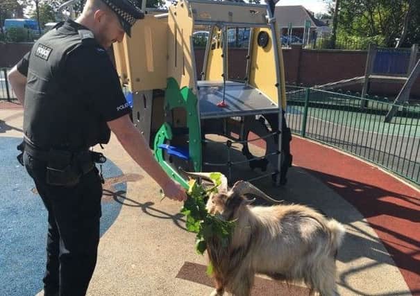 The goat was led into a children's park
