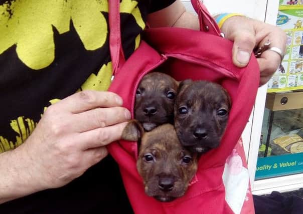 The abandoned pups peep out of the bag they were dumped in