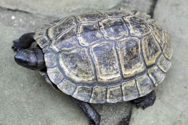 The Rare Terrapin retired animal experts John and Tracey Vale have come across and trying to identify