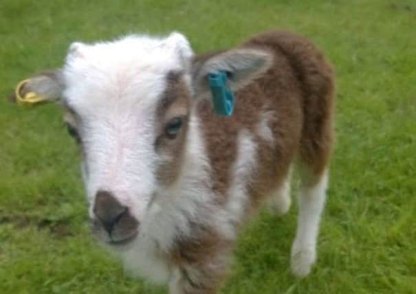 Remus, the hand-rear Soay lamb, which has gone missing from Winmarleigh