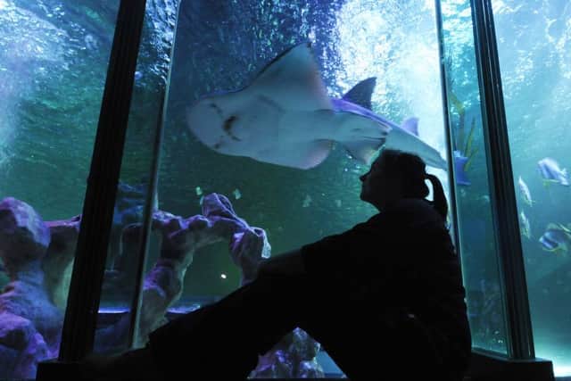 Emma Whittle, aquarist at the SeaLife Centre in Blackpool