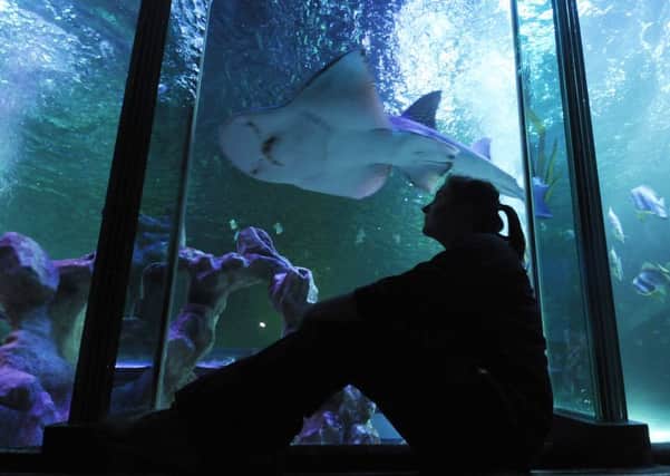 Emma Whittle, aquarist at the SeaLife Centre in Blackpool